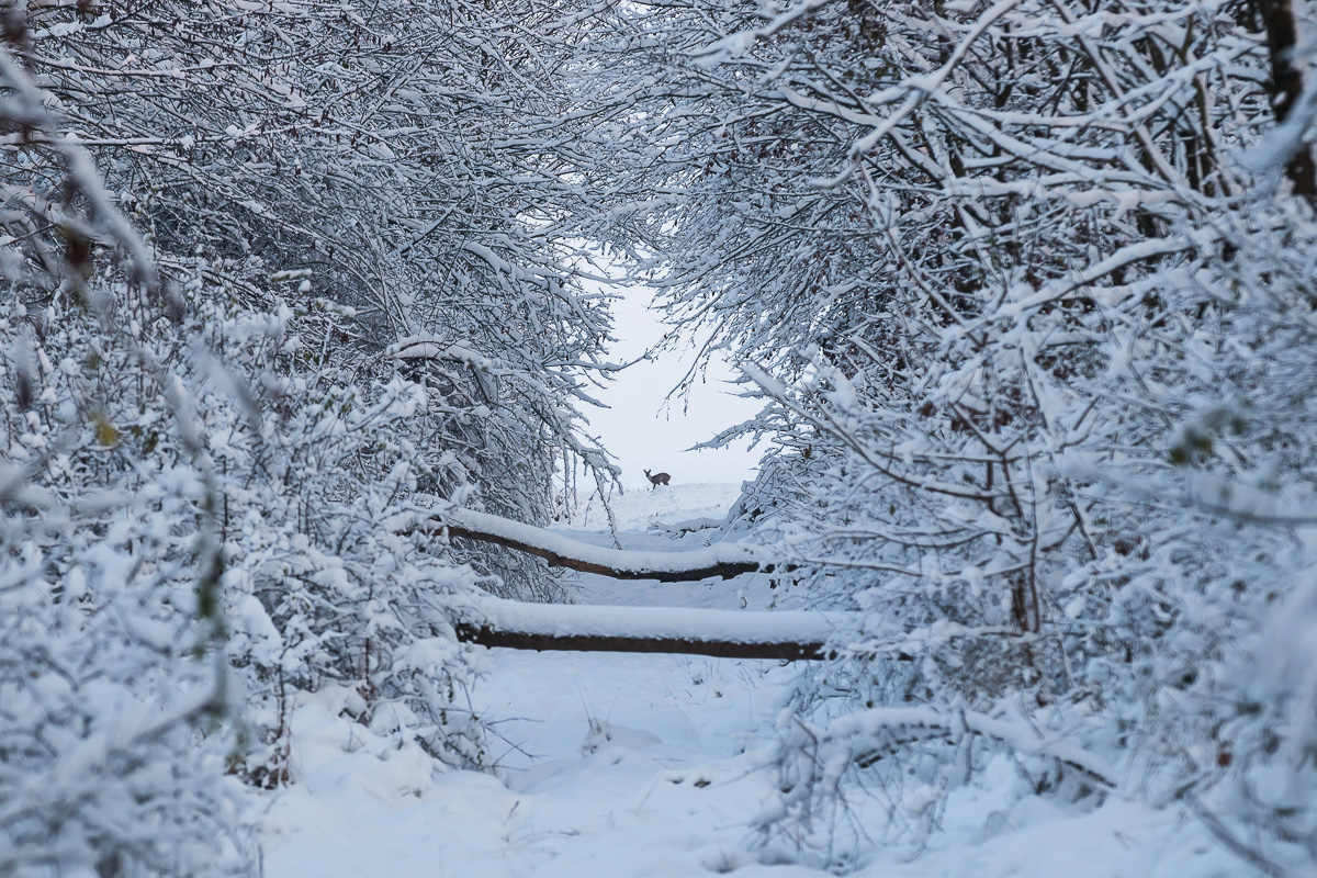 IMG_4547_- Kopie.jpg