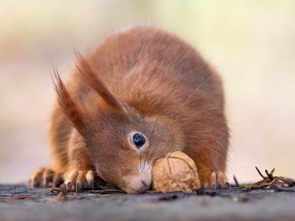 Eichhörnchen-Nuss.jpg