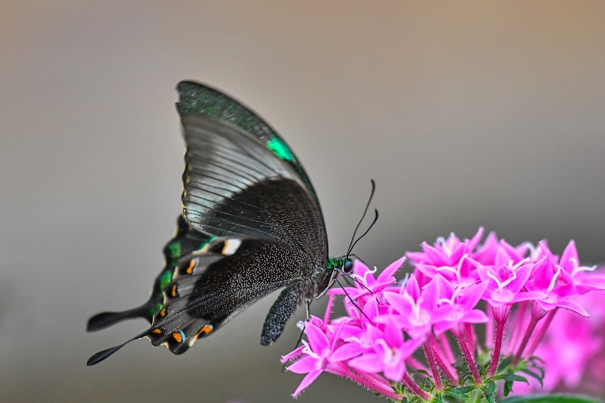 DSC_0417.jpg