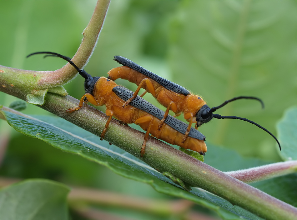 Oberea oculata_N250.jpg