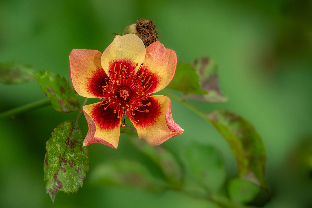Rose 1a 2023.jpg