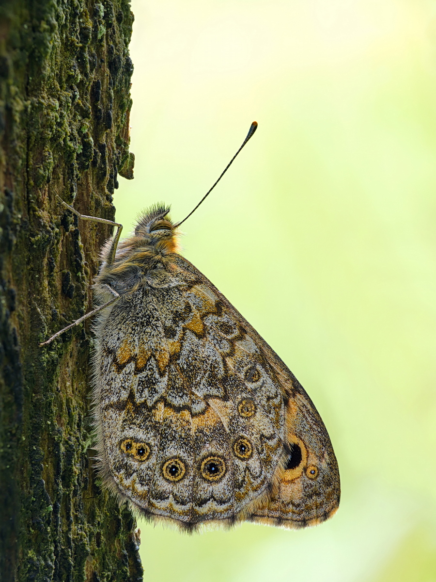 2024_01_03_Mauerfuchs.jpg