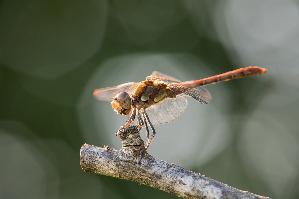 20230907-162932-005-(HL)-MWeiler-Schulweg-Große-Heidelibelle-Sympetrum-striolatum-männlich.jpg