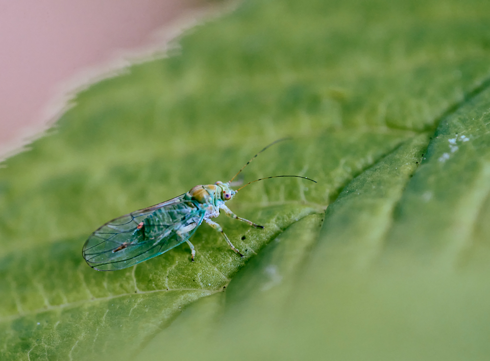 Erlenblattfloh (Psylla alni).jpg