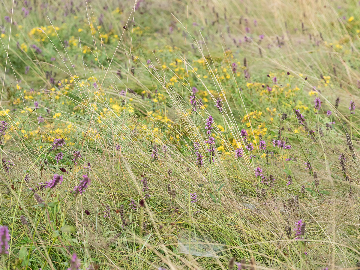 Wiese_ameisenblaeuling-2.jpg