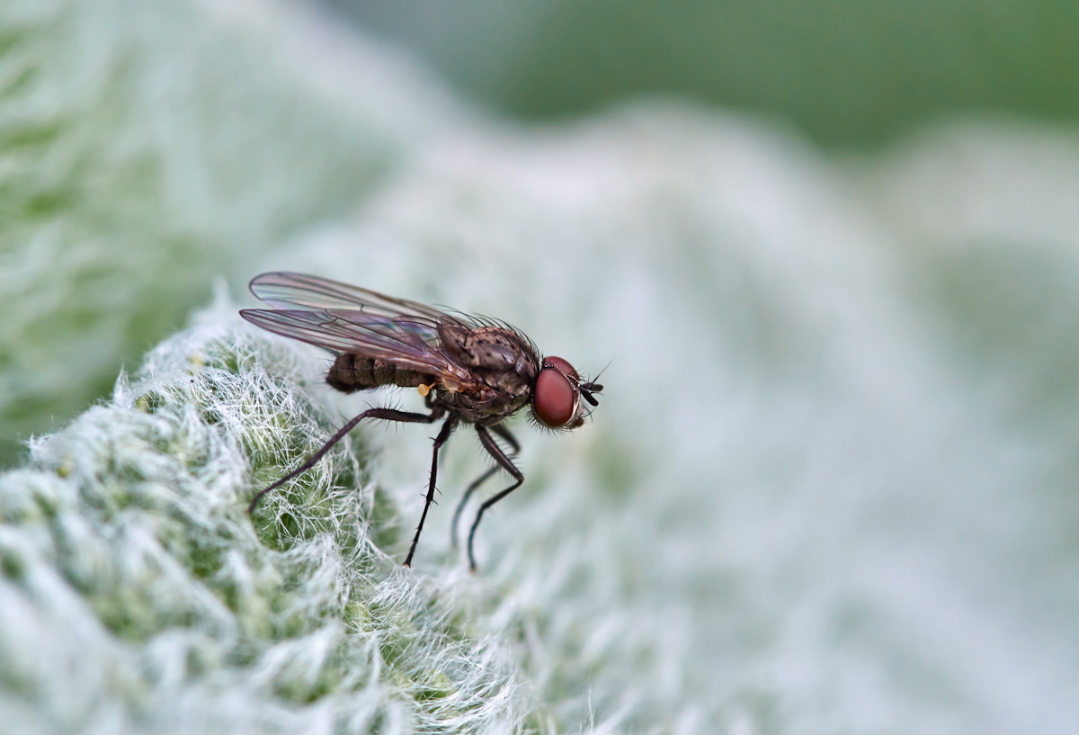 Kleine Stubenfliege (Fannia canicularis).jpg