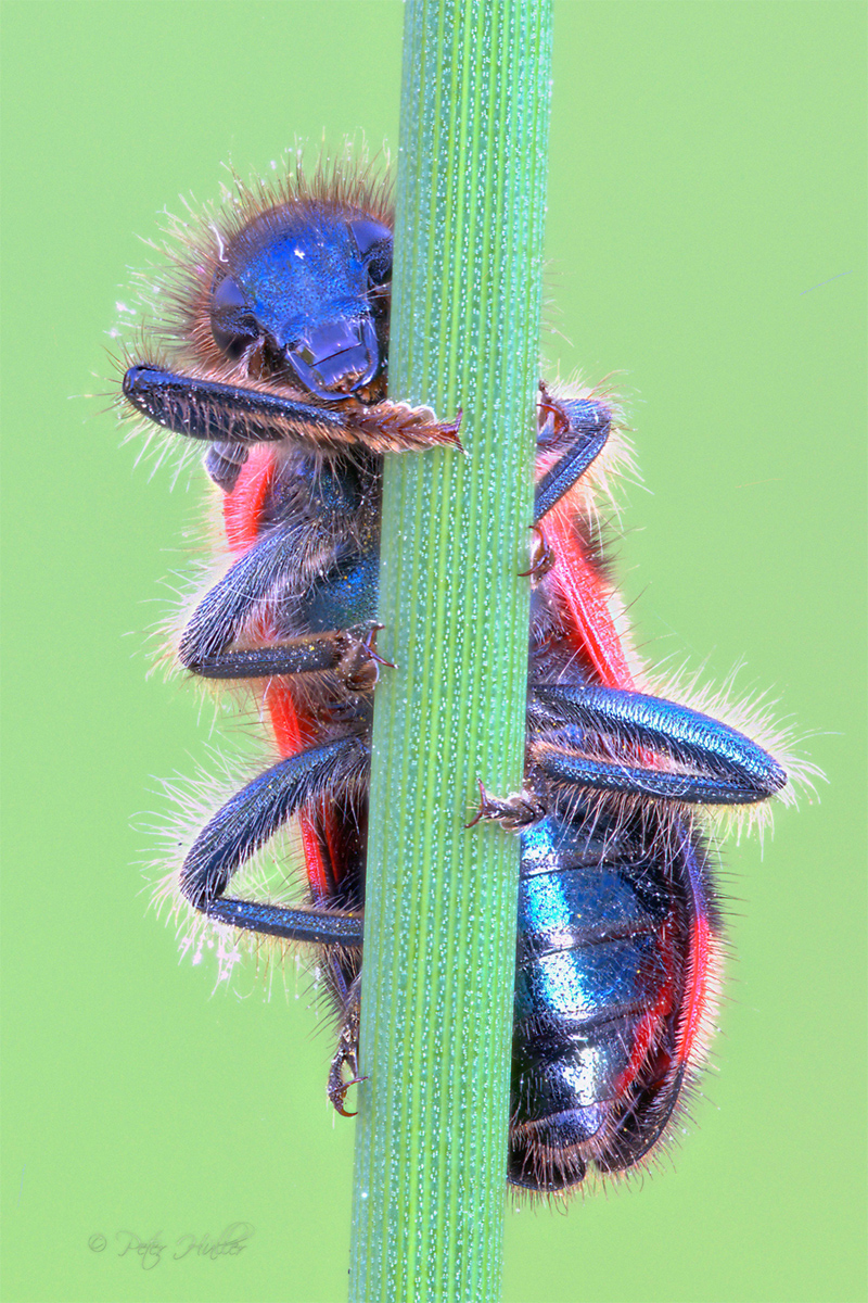 Bienenkäfer.jpg