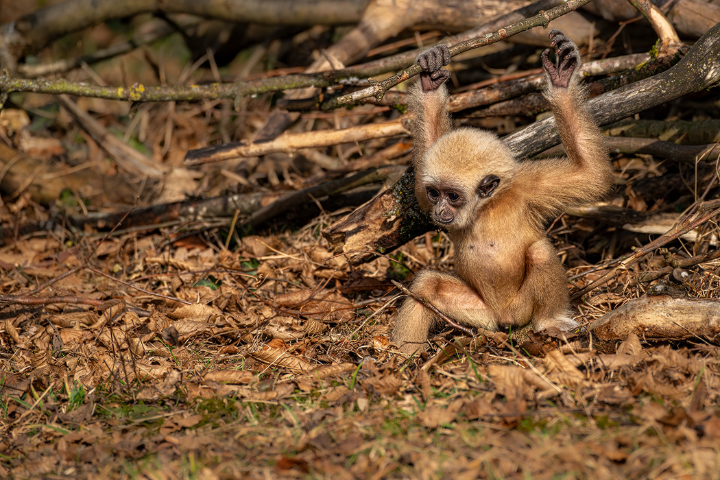Weißhandgibbon (Hylobates lar) 3a 2024.jpg