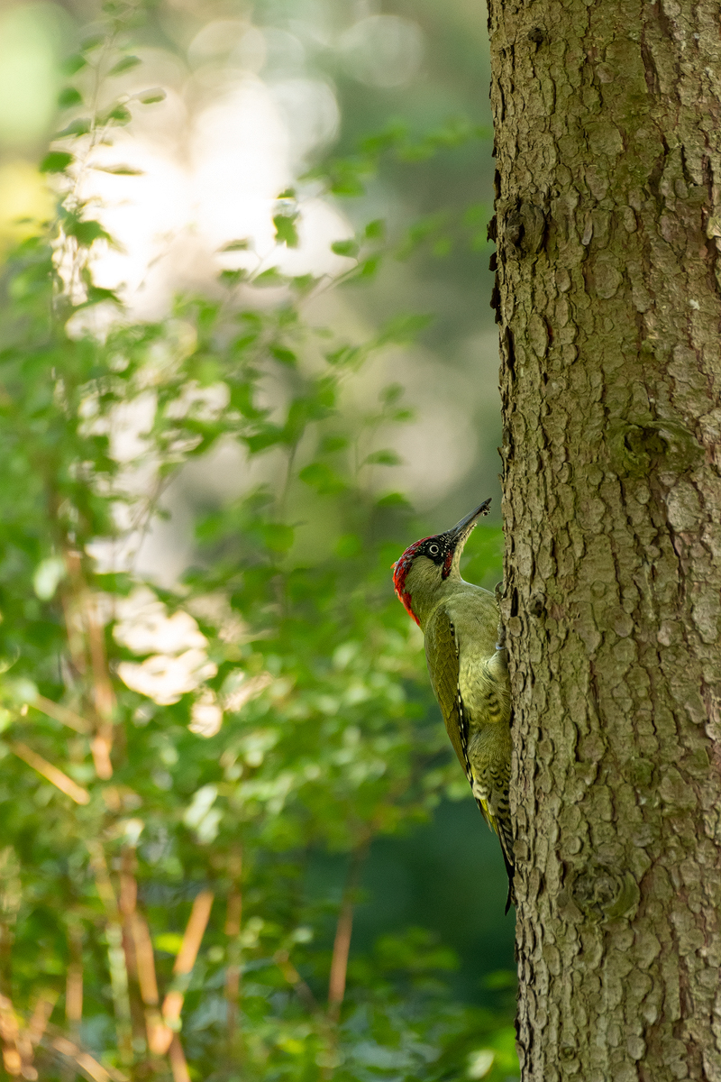 Grünspecht 2a 2023.jpg