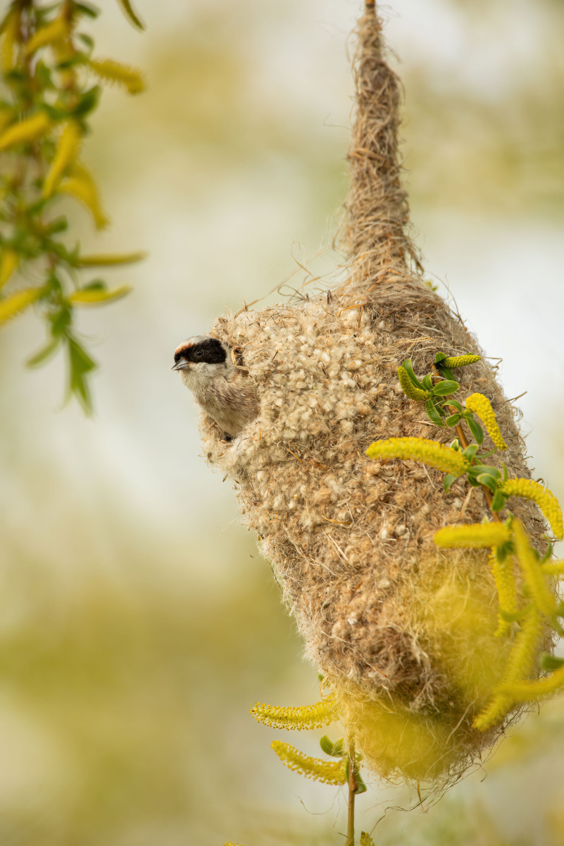 Beutelmeise Nest.jpg