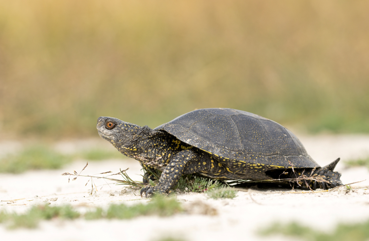 Europäische Sumpfschildkröte.jpg