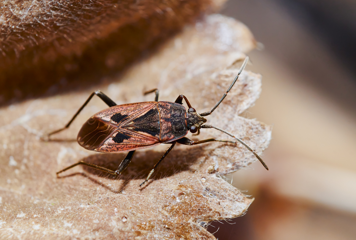 Rhyparochromus pini.jpg