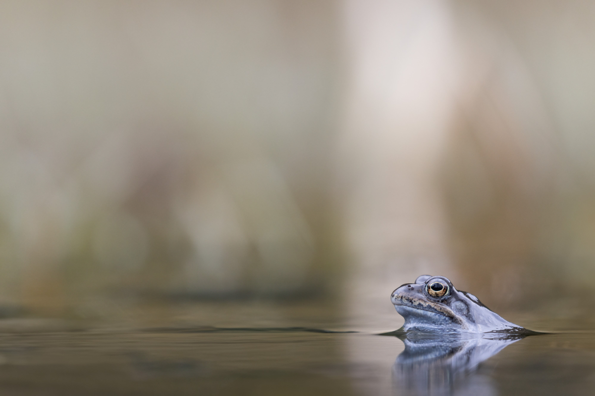 Grasfrosch einzeln.jpg