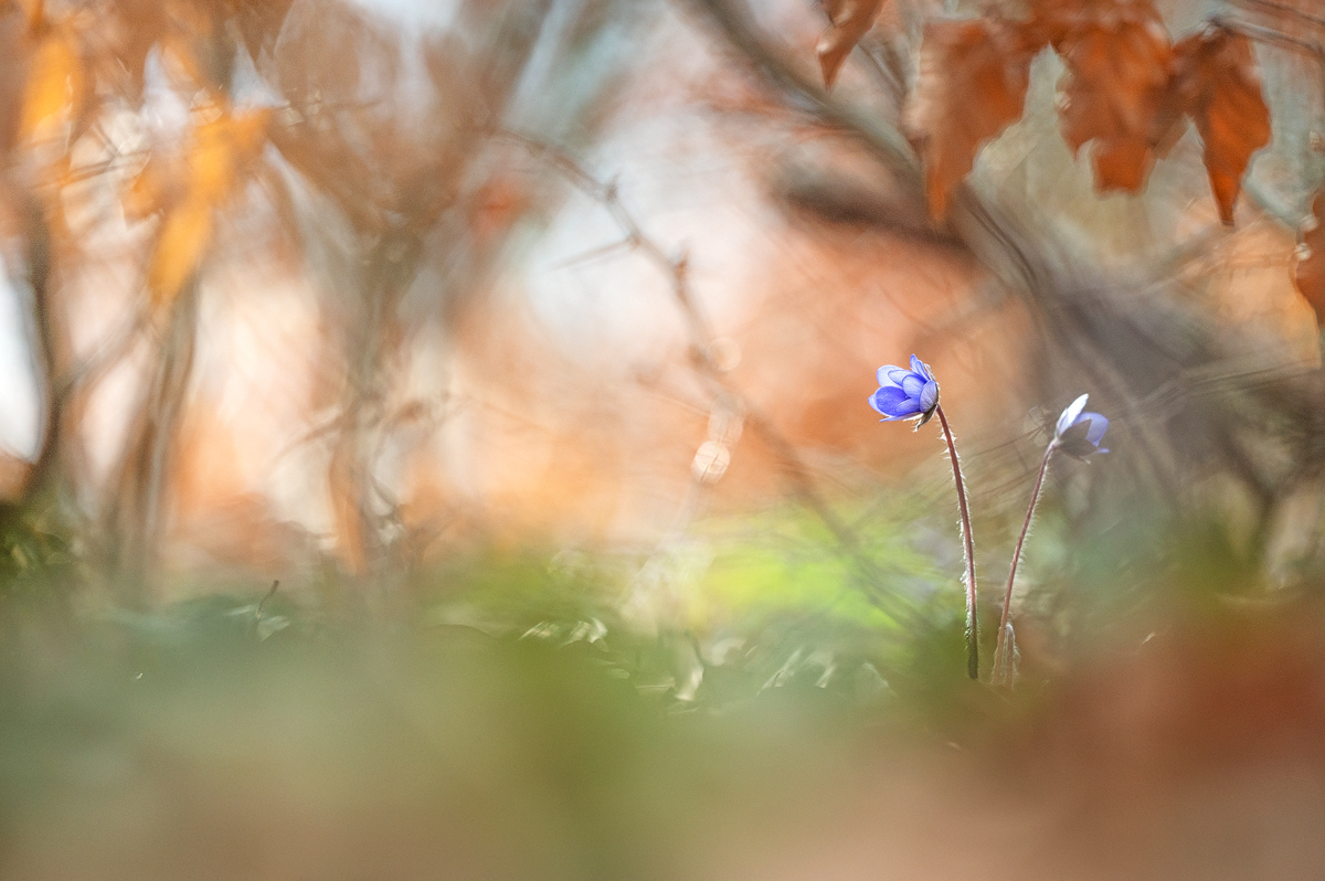 Z62_0019-Leberblümchen fix Kopie.jpg