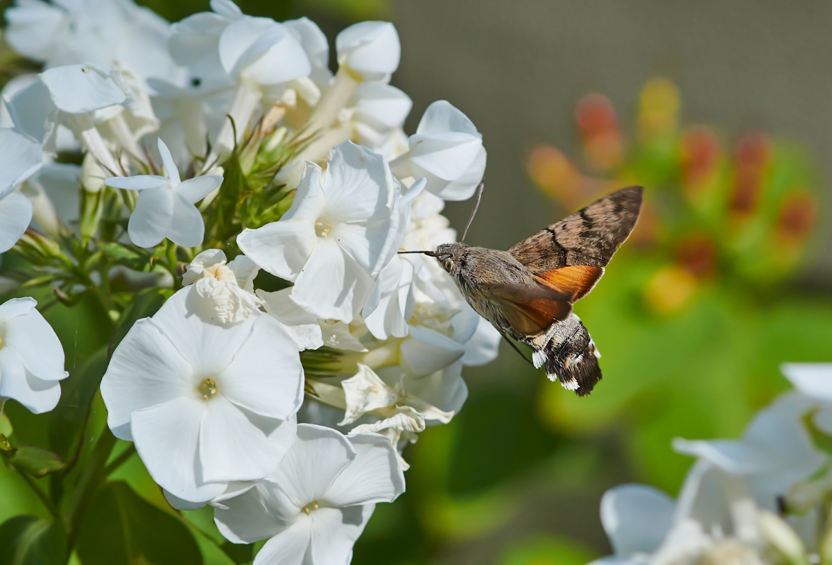 Taubenschwänzchen am Phlox.jpg