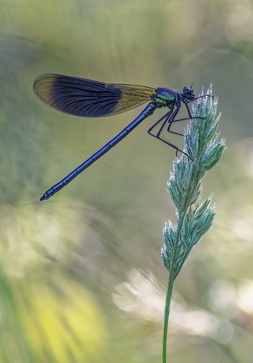 pracht23 (1 von 1).jpg