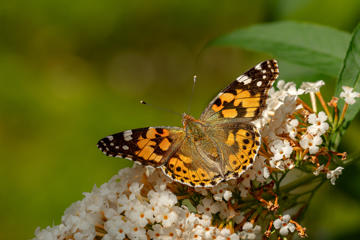 Distelfalter 1a 2023.jpg