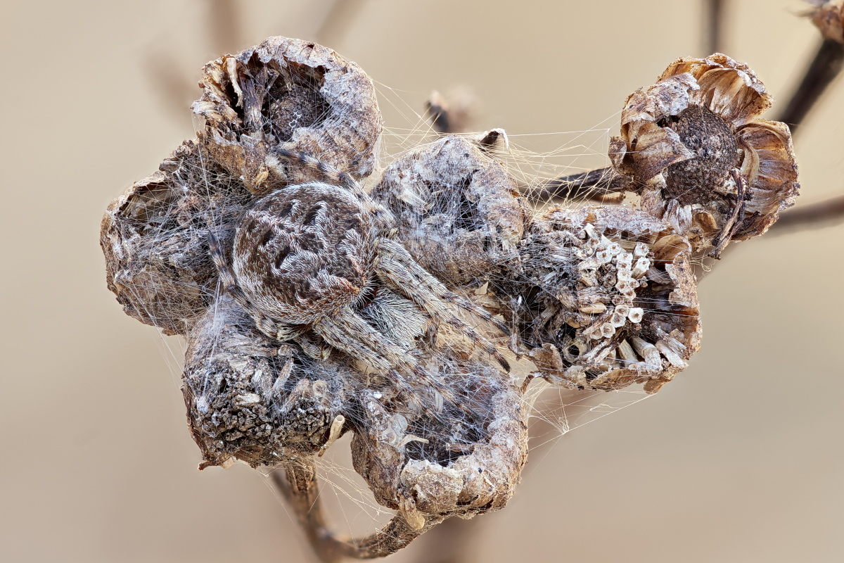 Agalenatea redii 01 Körbchenspinne.jpg