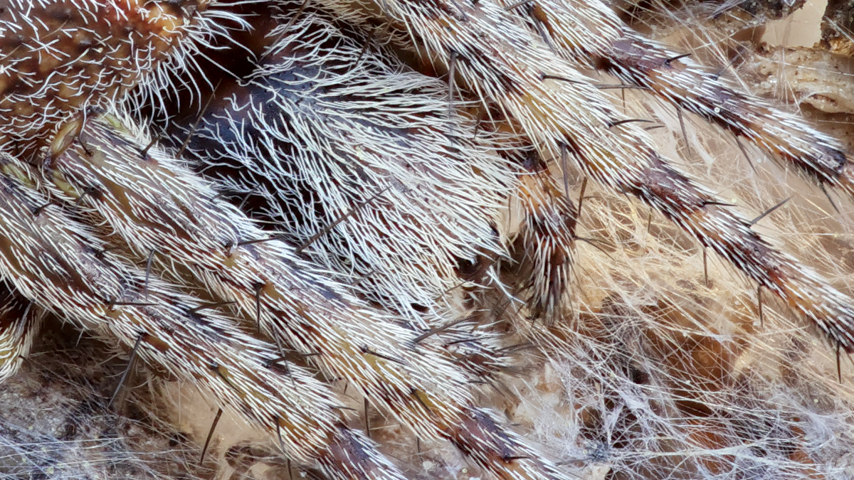 Agalenatea redii 01 Körbchenspinne b.jpg