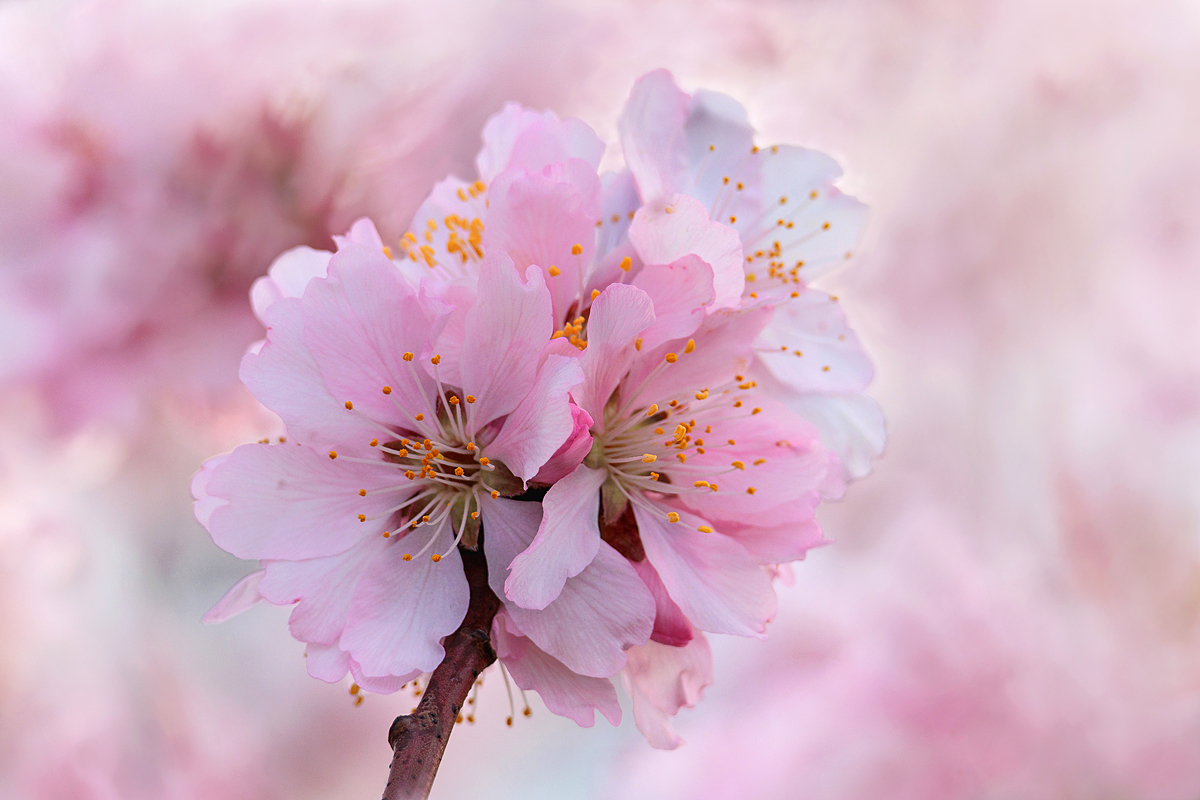 Mandelblüte MF..jpg