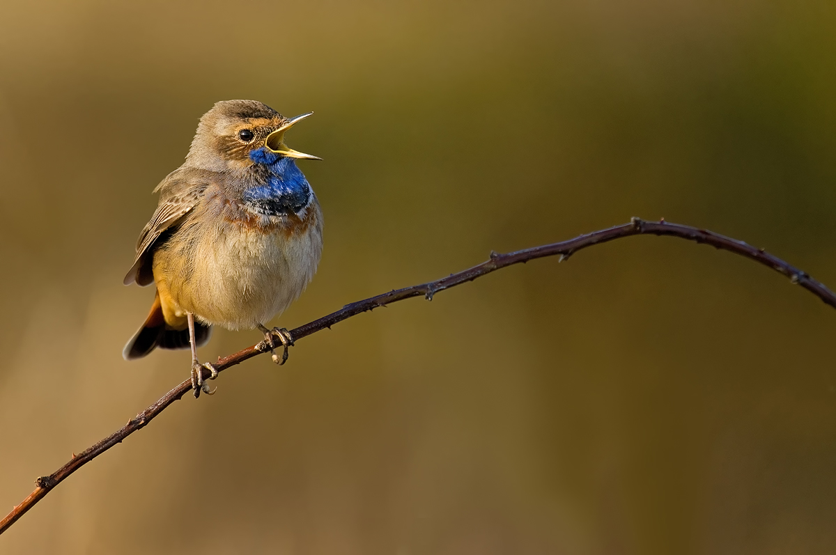 image__Matthias_Delle_blaukehlchen_luscinia-svecica_singvogel_fliegenschnaepper_balz_revier_fruehling.jpg