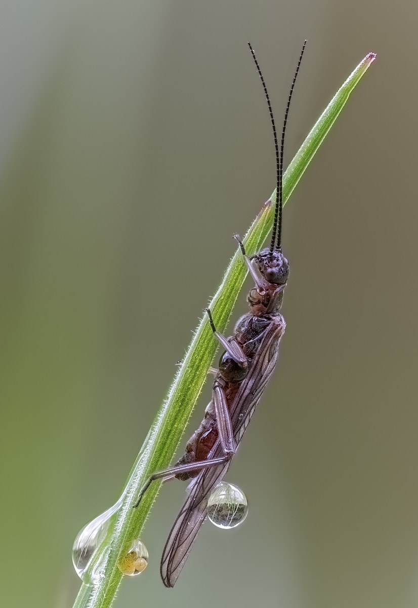 blattwespe01 (1 von 1).jpg