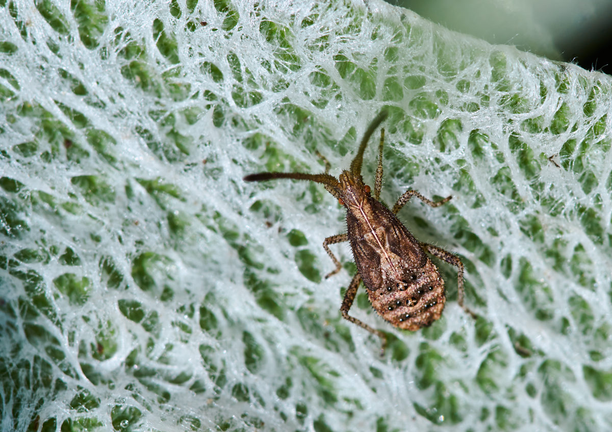 Nymphe des Rotbraunen Stachlers (Coriomeris denticulatus).jpg