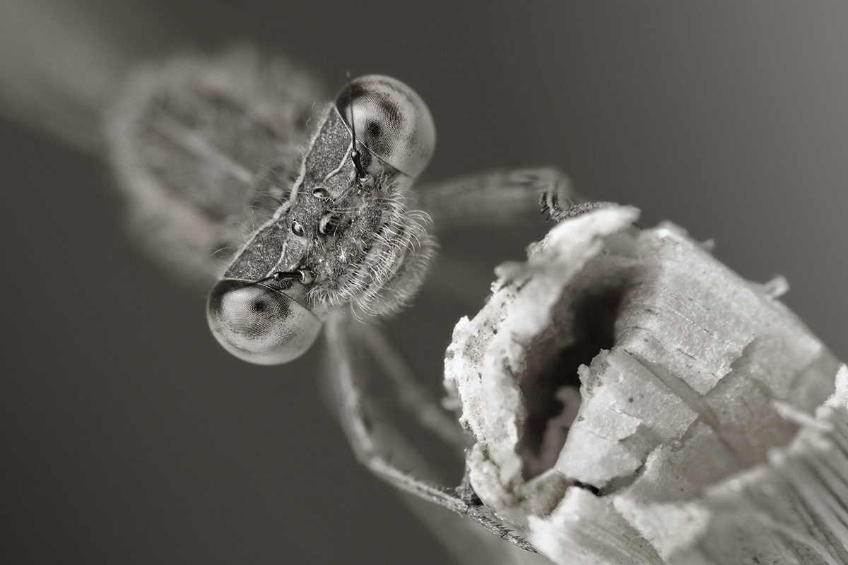 Sympecma fusca_IMG_2746_1200b_SW.jpg