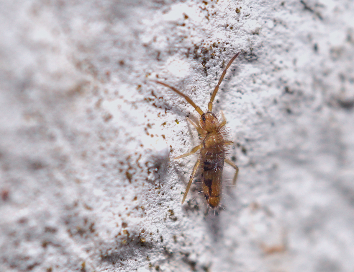 Entomobrya nivalis 2.jpg