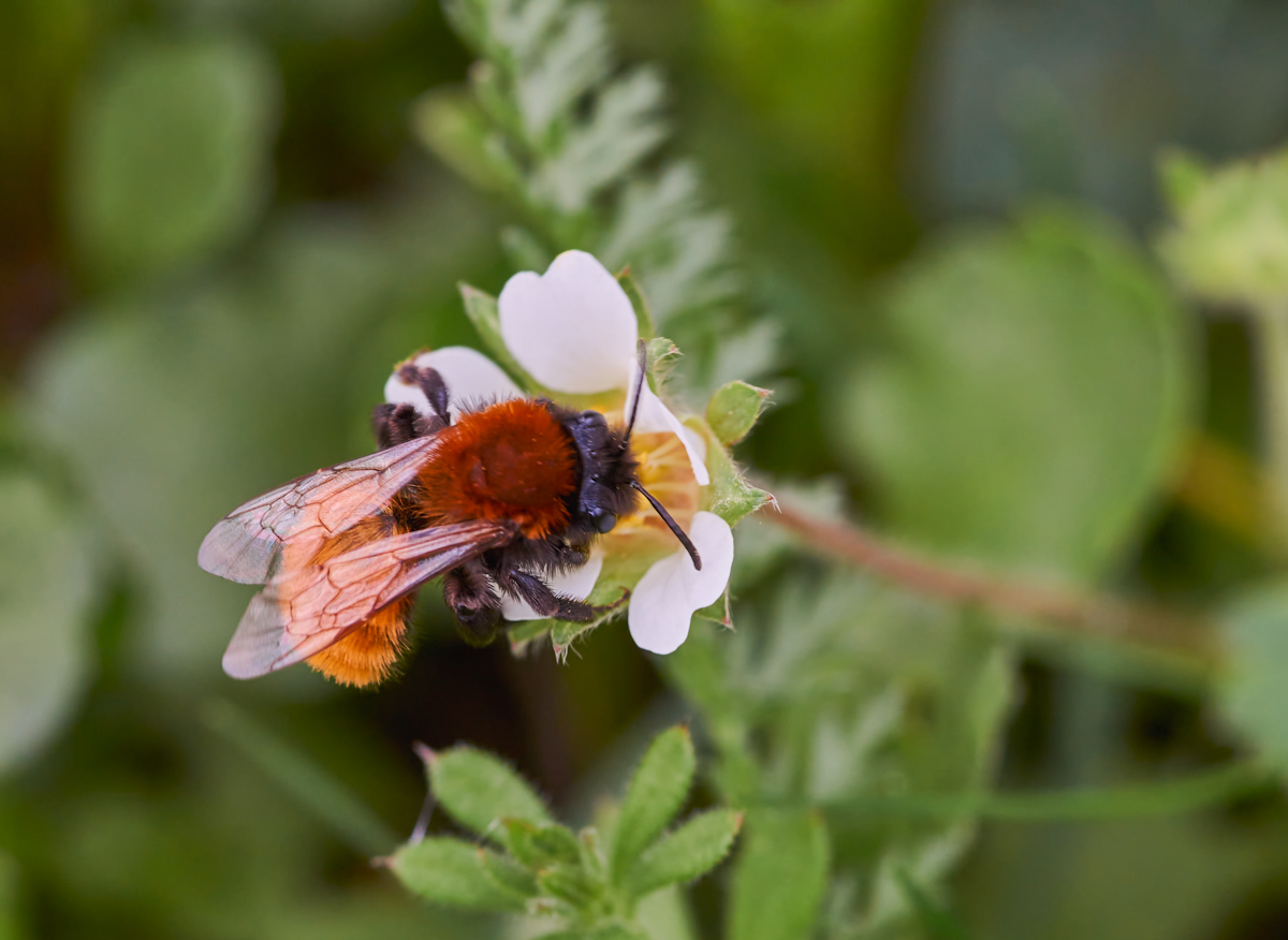 Rotpelzige Sandbiene (Andrena fulva).jpg