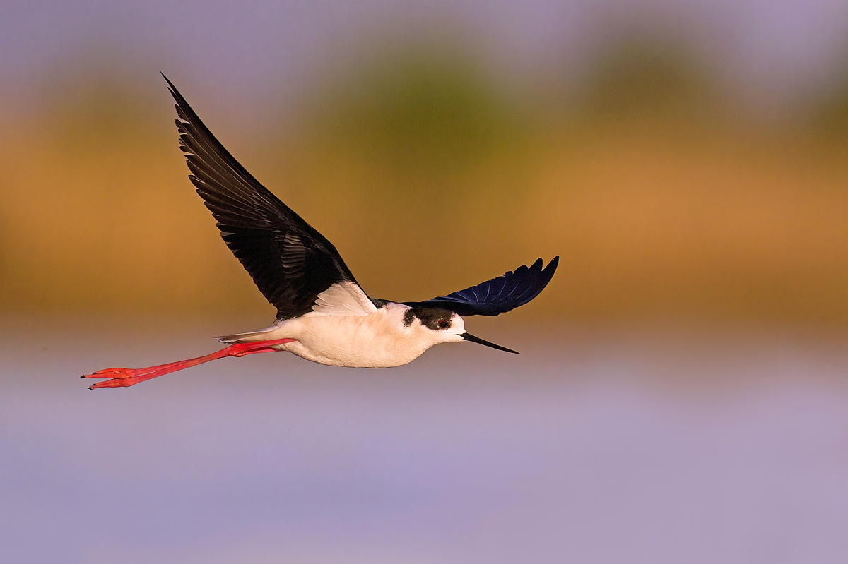 image__Matthias_Delle_himantopus-himantopus_stelzenlaeufer_saebelschnaebler_regenpfeifer_fruehling_flugstudie_flugbild.jpg