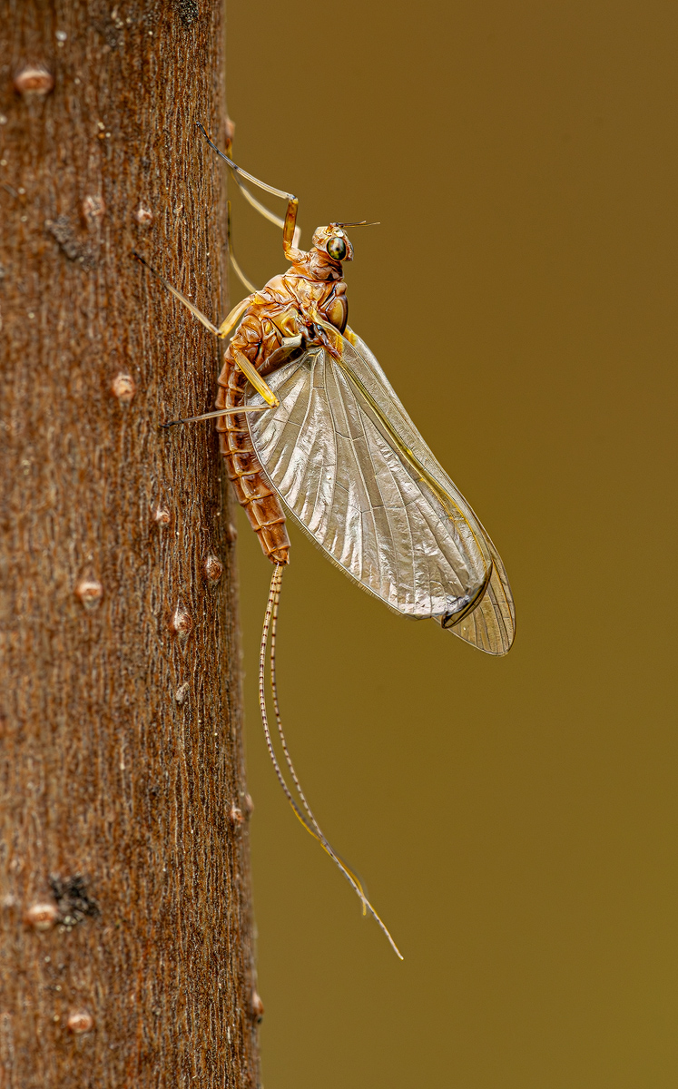 Große Eintagsfliege 2b 2024.jpg