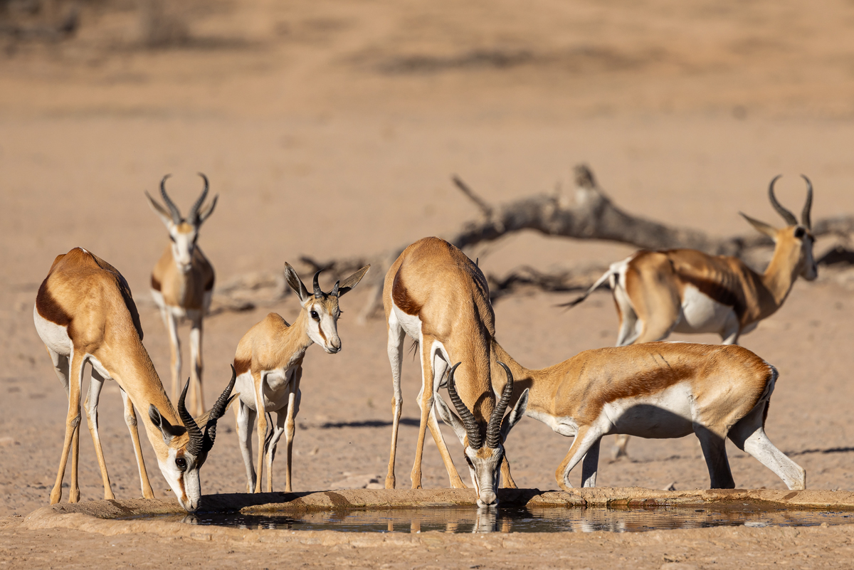 Springbock (Antidorcas marsupialis)_04RK5962.jpg