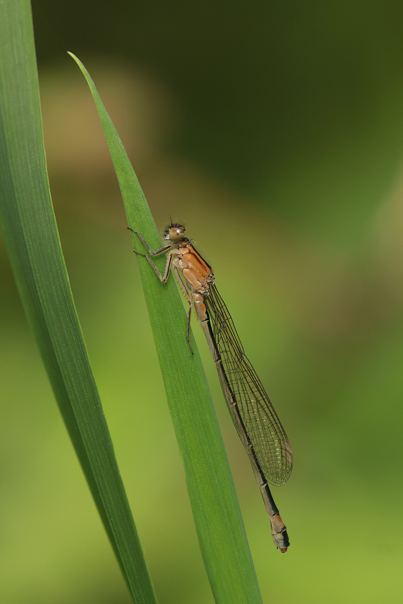 Ischnura elegans_f_jung_IMG_5882_1200.jpg