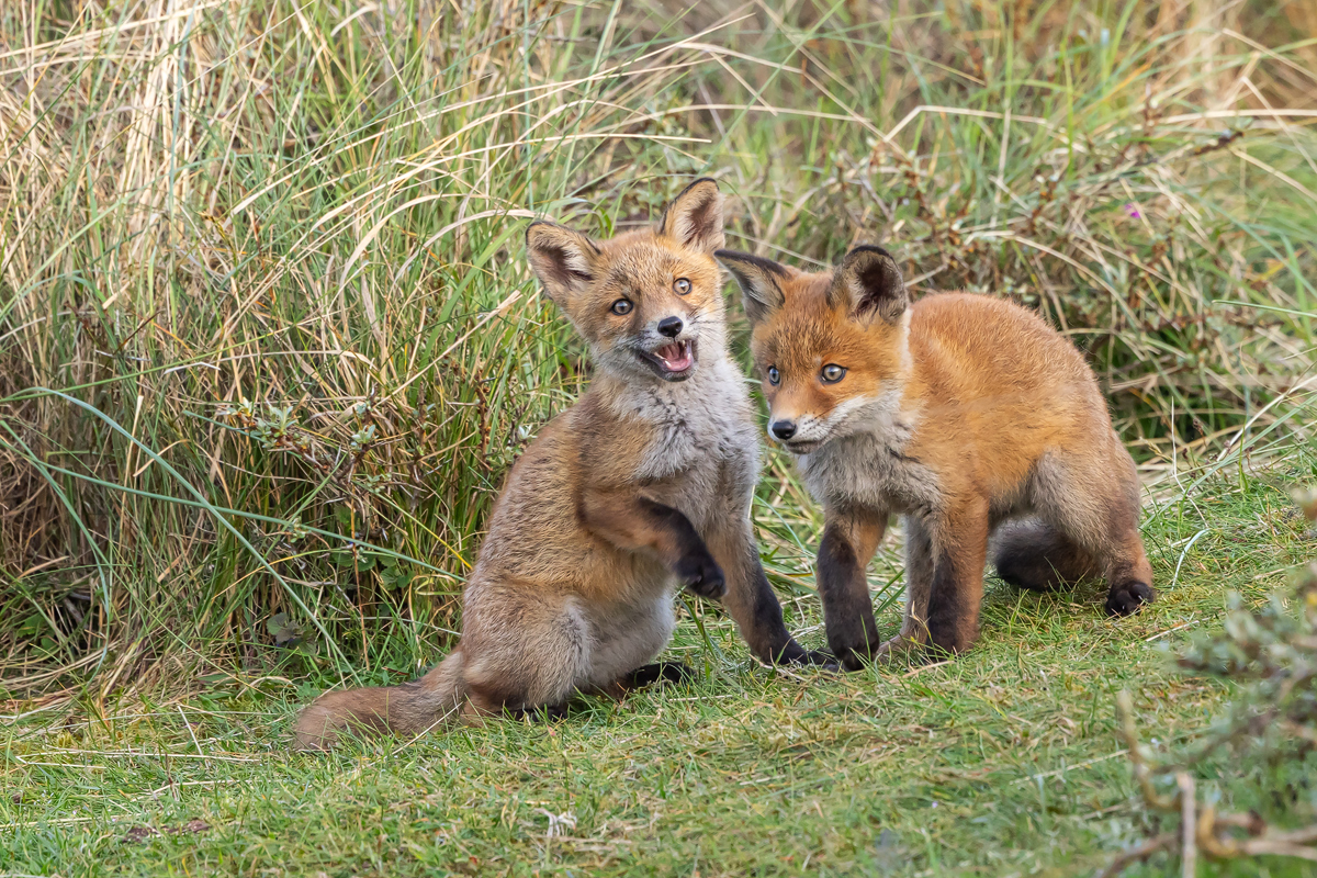 Rotfuchs Welpen (Vulpes vulpes_04RK8552.jpg