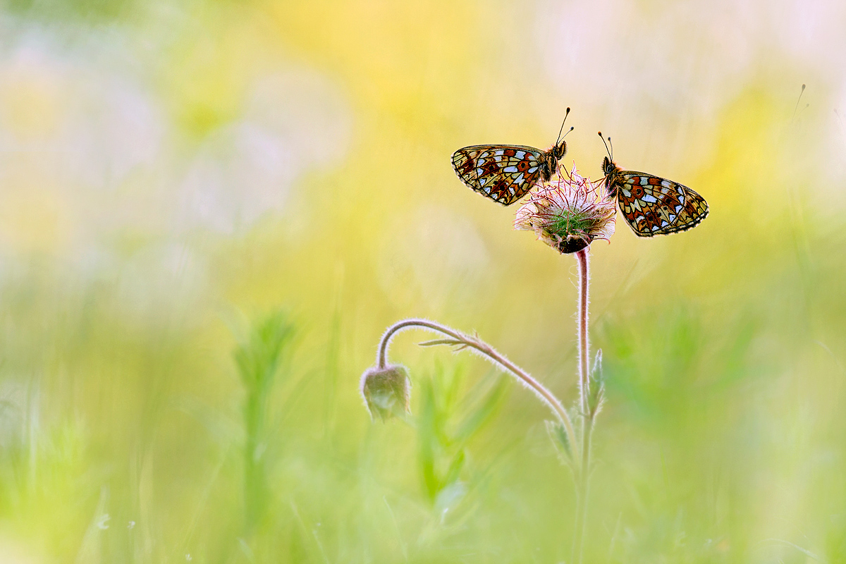 _MG_3579-Bearbeitet4_bearbeitet-1 Kopie.jpg