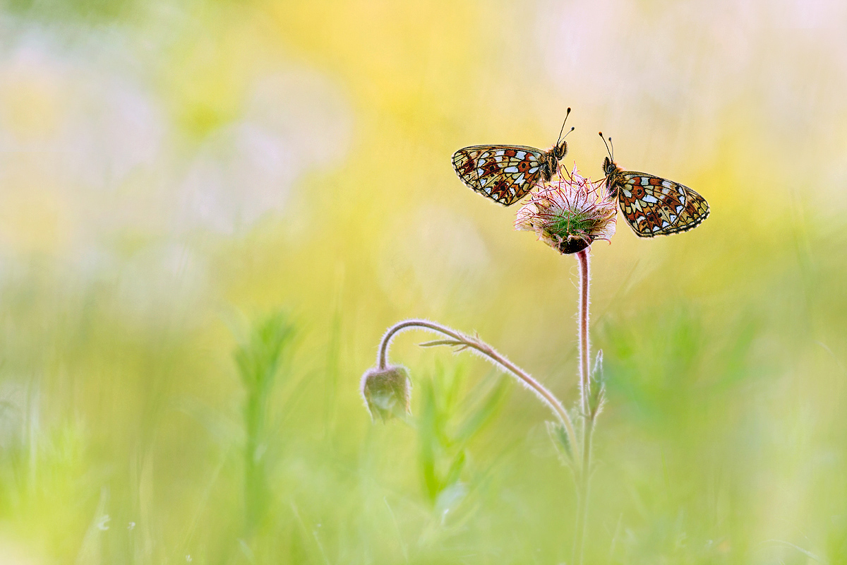 _MG_3579-Bearbeitet4_bearbeitet-1 Kopie_bearbeitet-2.jpg