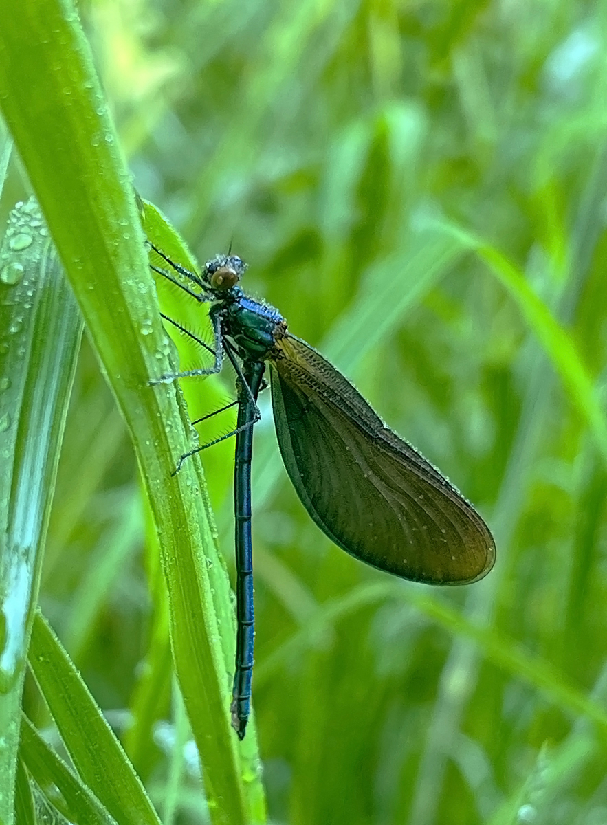 Libelle1web3.jpg