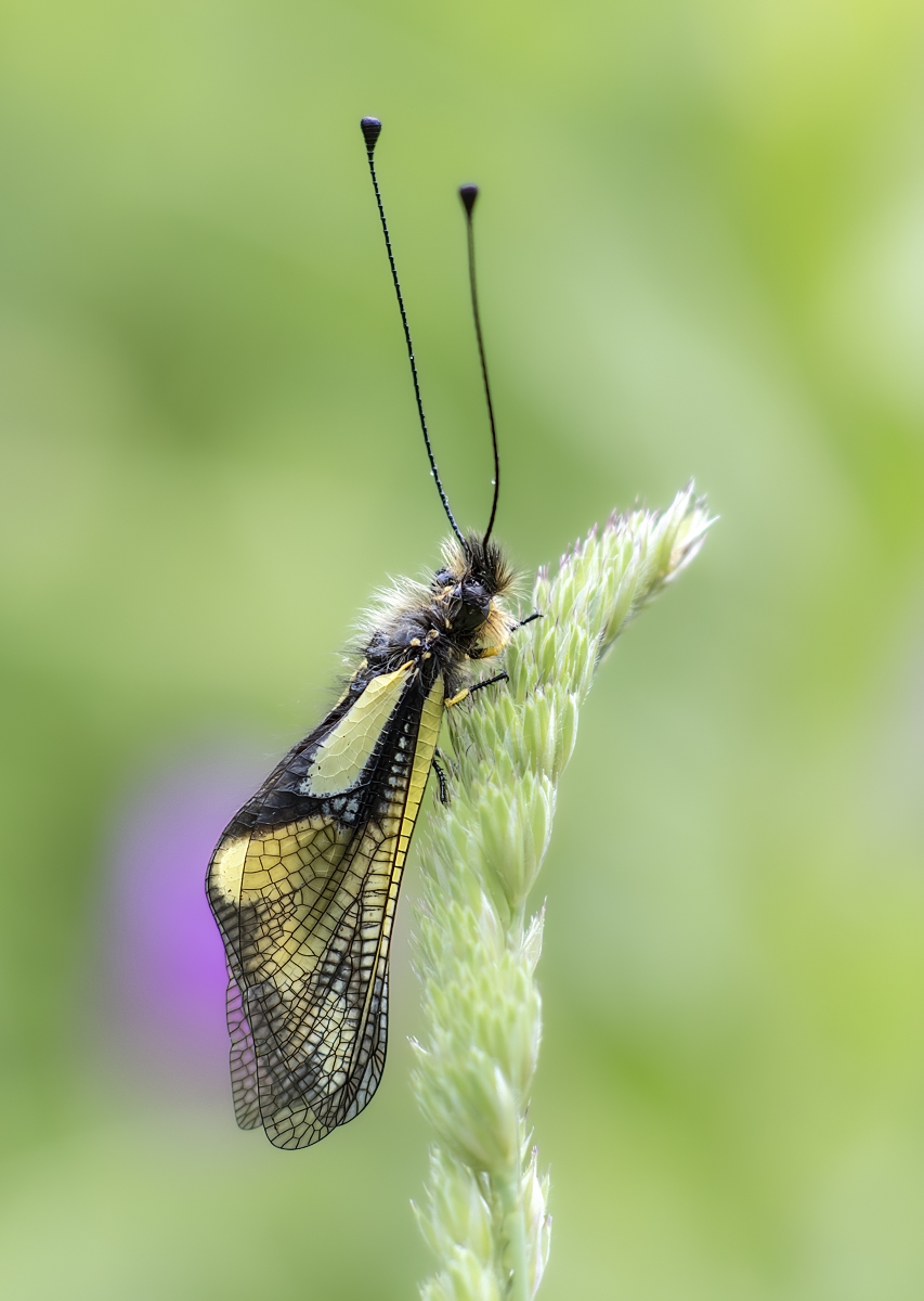 schmetterlingshaft01 (1 von 1).jpg