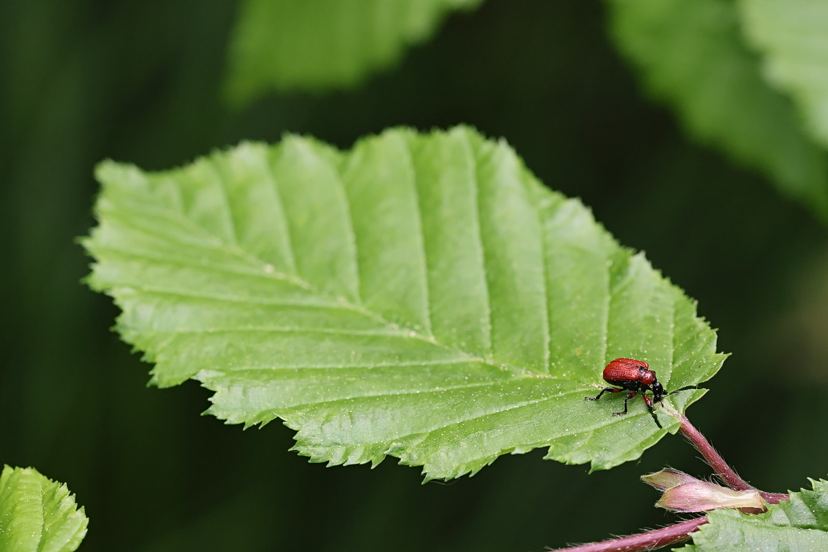 02 Mittelader anschneiden.jpg