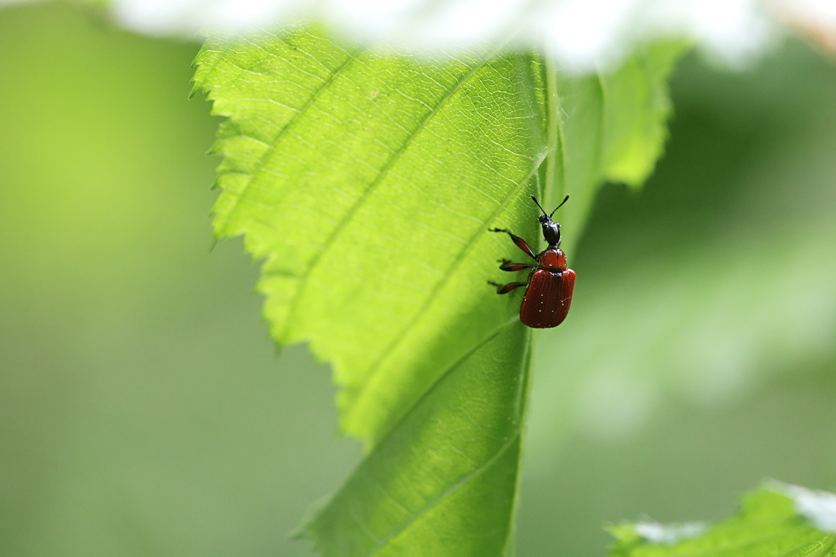 07 Blattmitte biegen.jpg