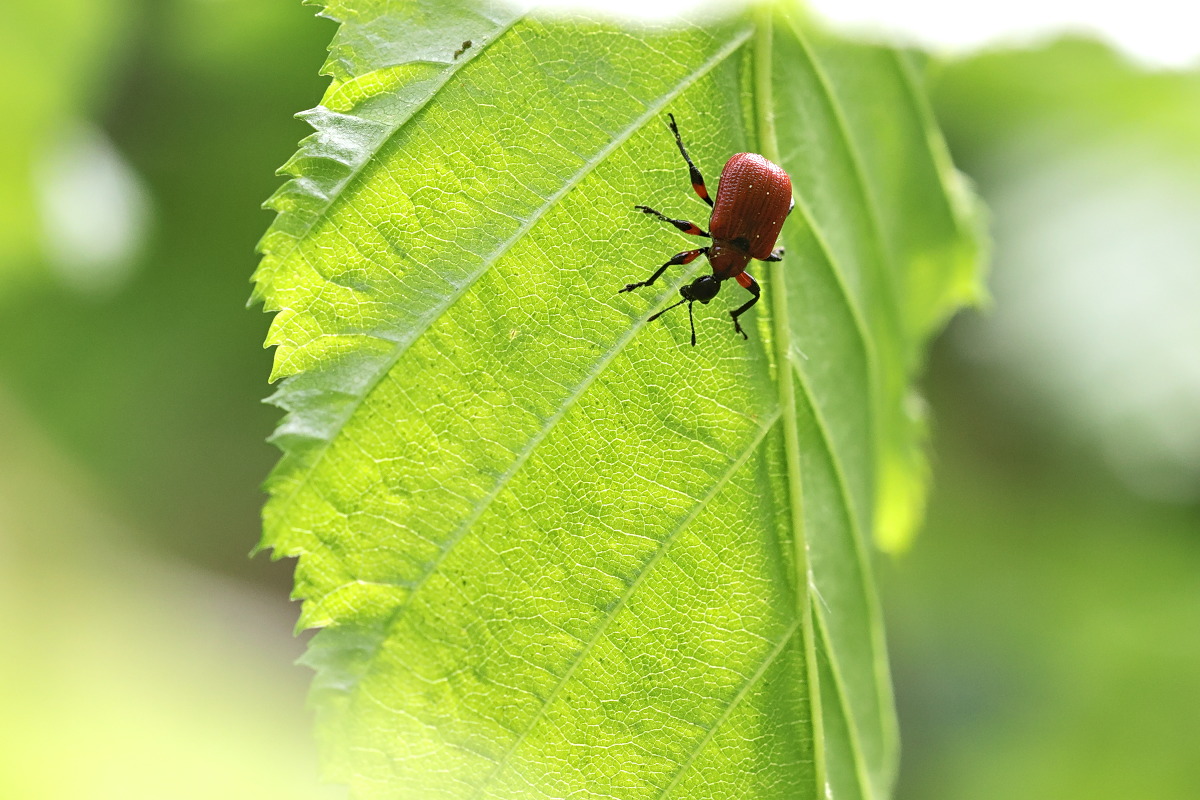 08 Nebenader anritzen.jpg