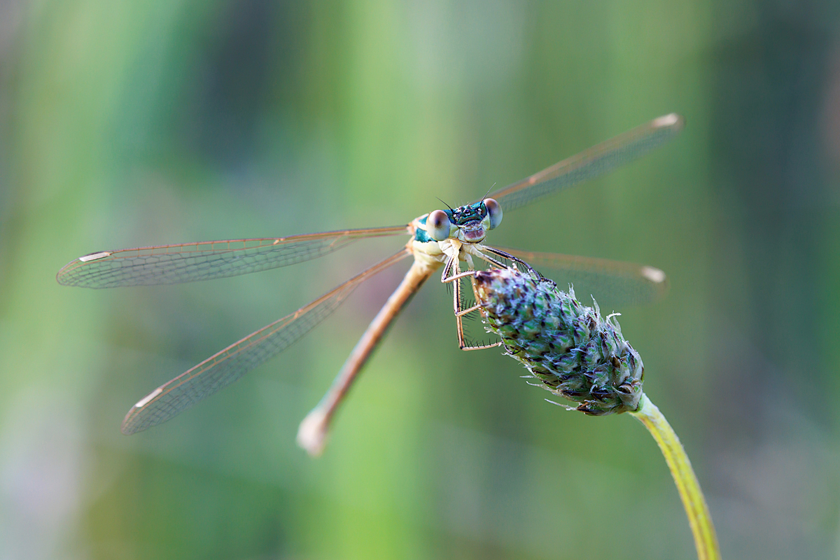 IMG_3215_SHARPEN projectsDENOISE projects.jpg