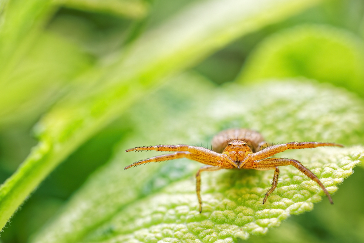 WEBU0986_5.6_640_1.200_Spinne_GA.jpg