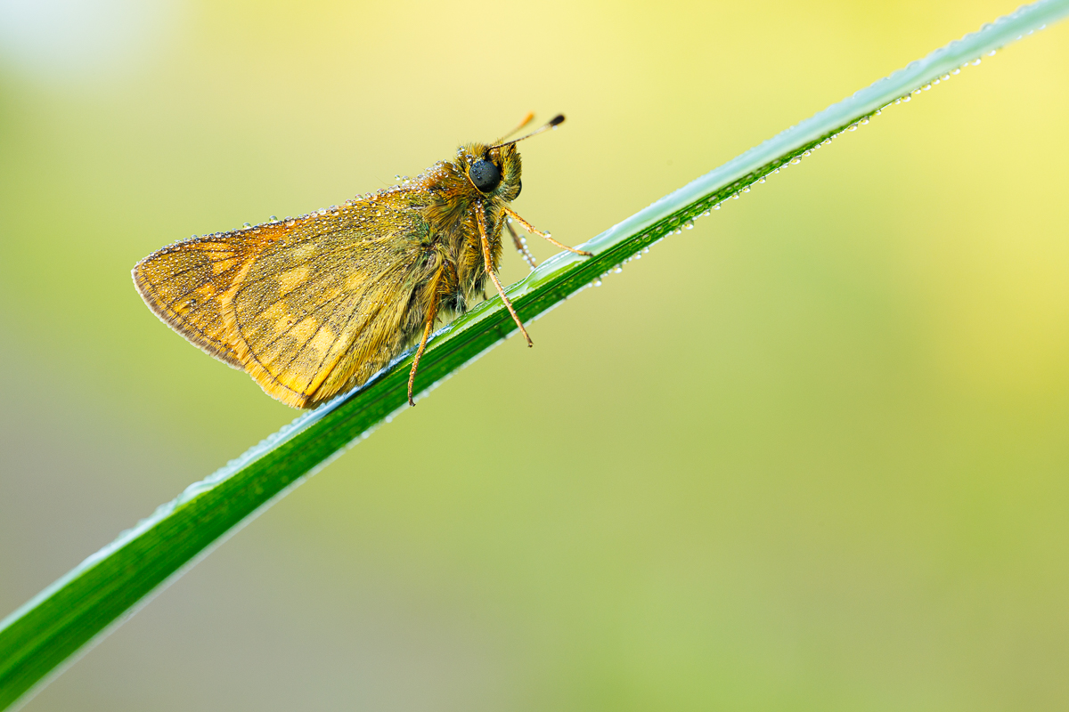 3I9A4917.jpg