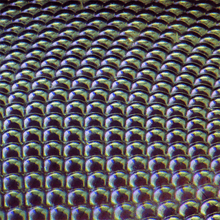 fly_compound_eye_50x_conical.gif