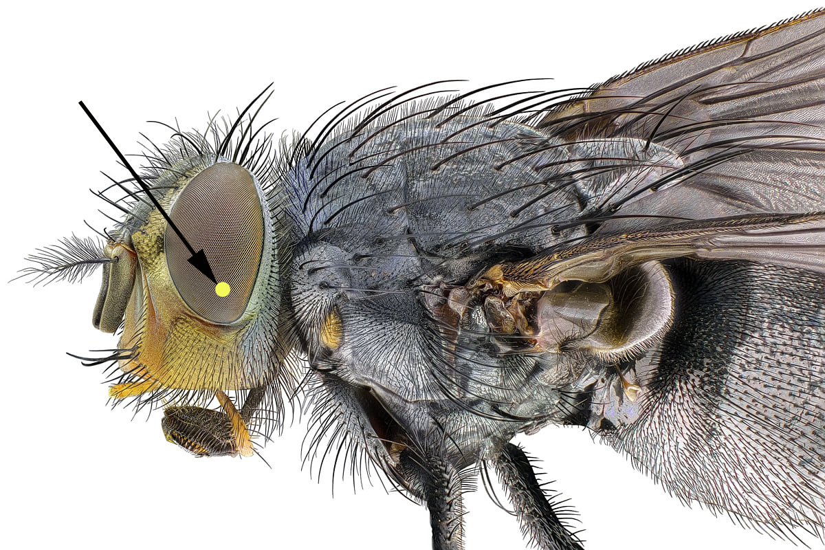 fly.jpg