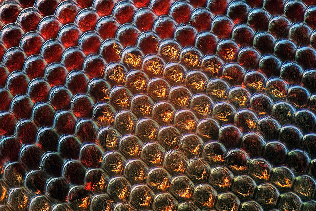 fly_compound_eye_50x.jpg