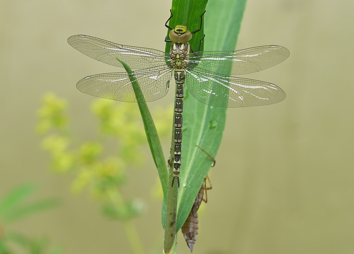 DSC04315Aeshna cyanea Schl 1comp.jpg