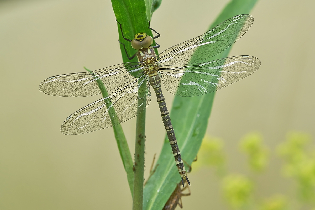 DSC04335Aeshna cyanea Schlcomp.jpg
